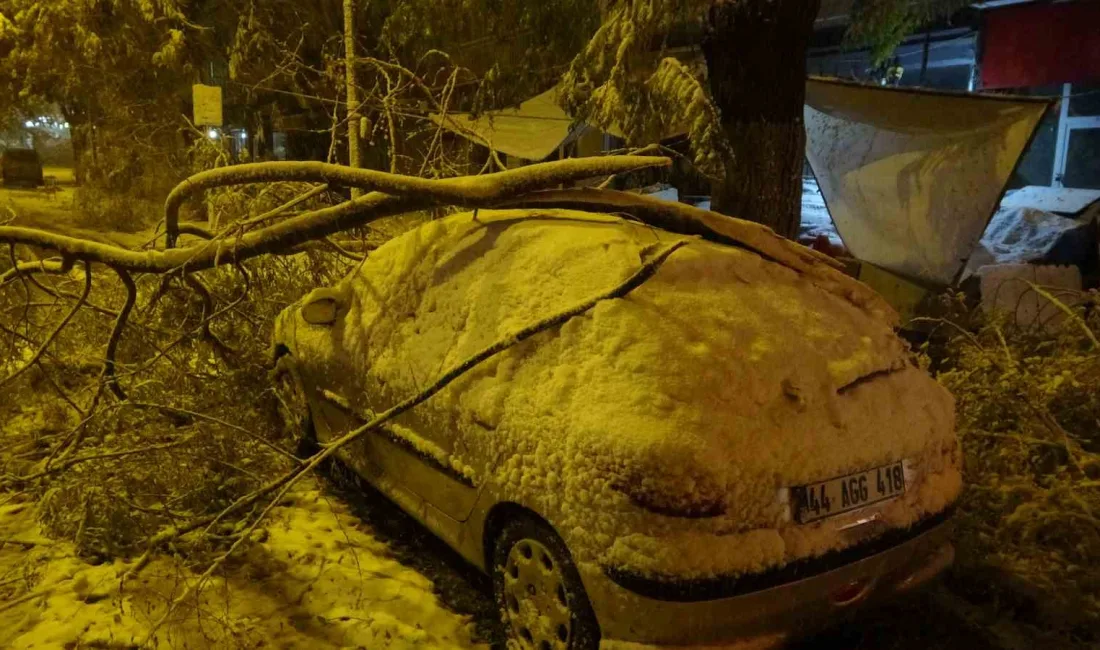 MALATYA'DA KARDAN KIRILAN AĞAÇ