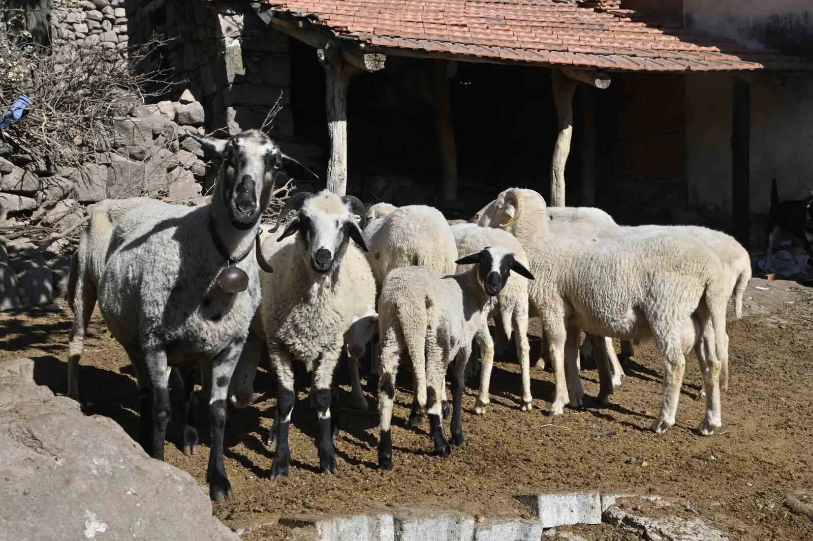 Manisa’da ‘Mavi Dil’ hastalığıyla mücadelede ediliyor