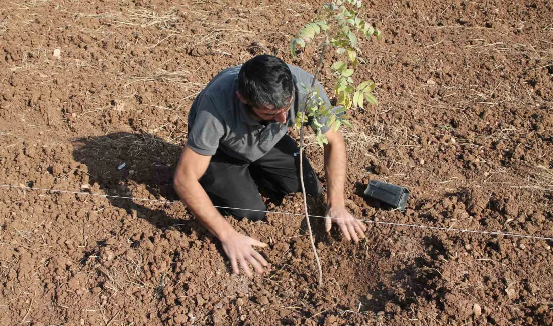 MARDİN'İN NUSAYBİN İLÇESİNDE TARIMA