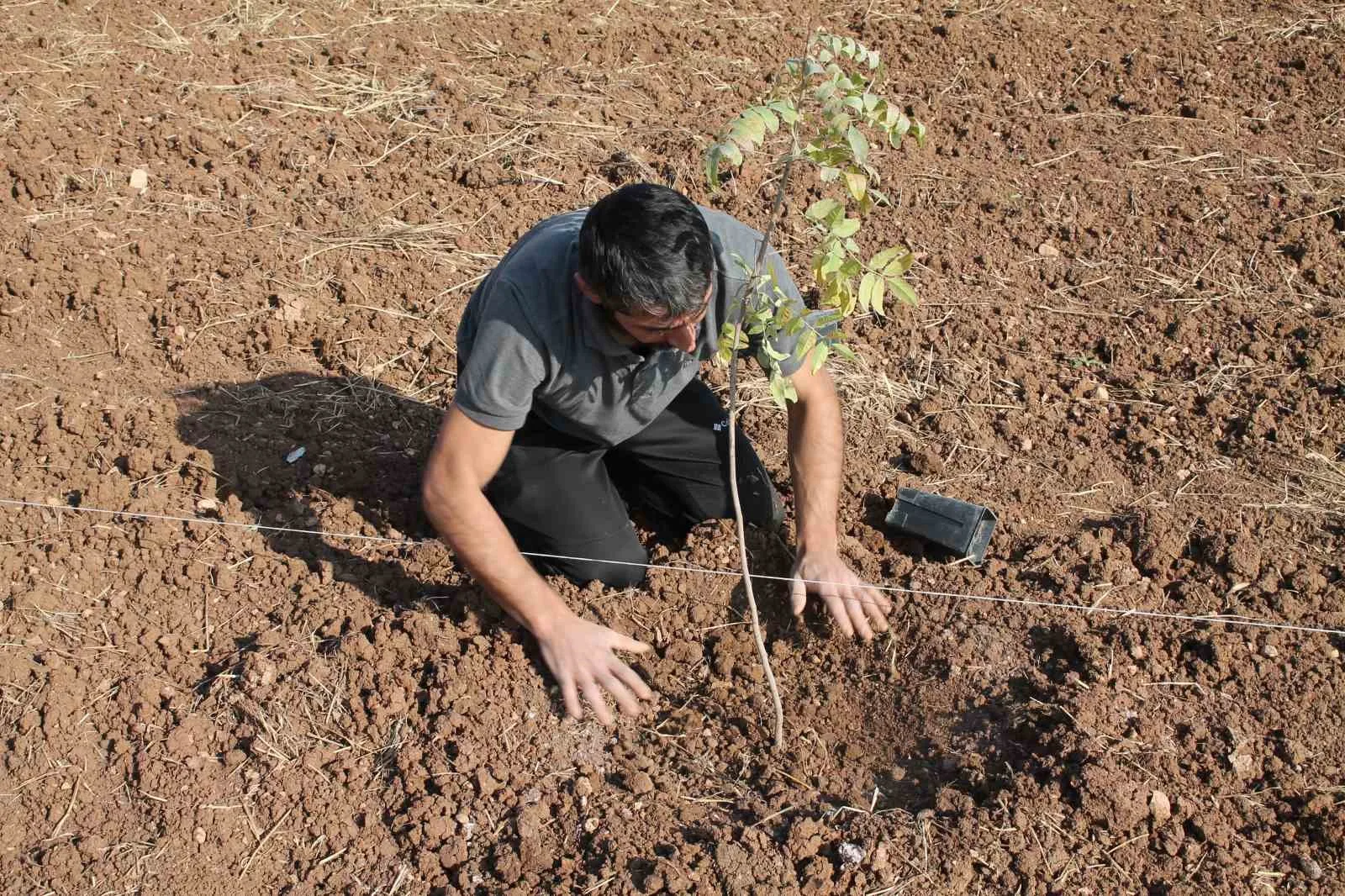 Mardin’de fıstık ağaçları toprakla buluşturuldu