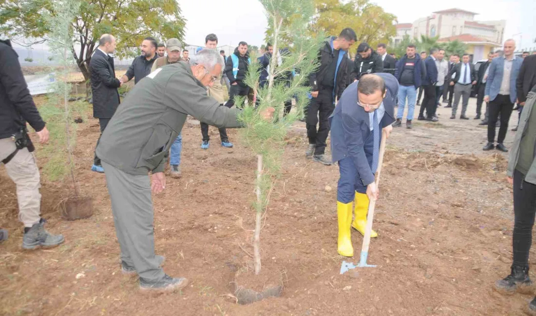 CİZRE’DE, MİLLİ AĞAÇLANDIRMA GÜNÜ’NDE