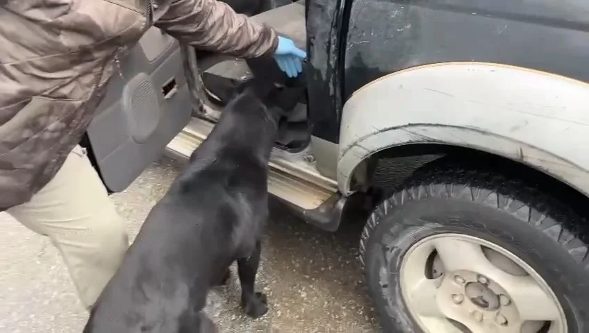 SAMSUN'DA NARKOTİK DEDEKTÖR KÖPEĞİ