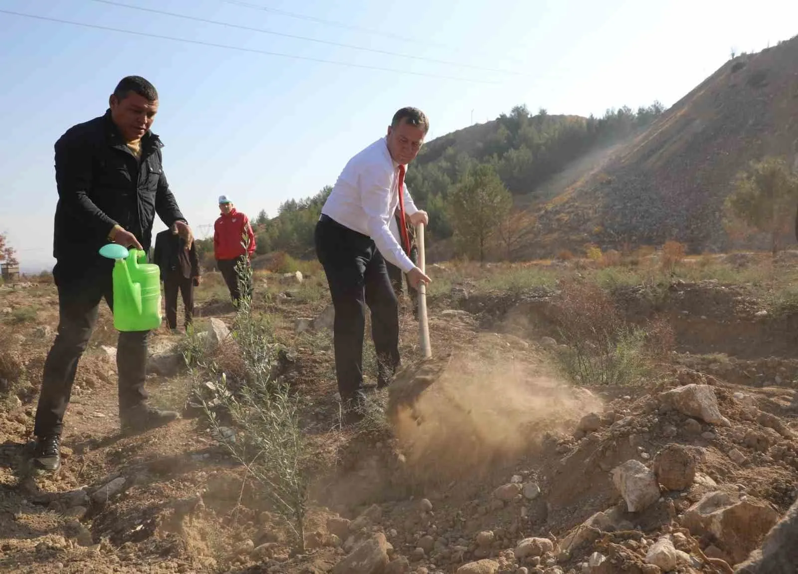 Nizip Belediyesi, bin adet zeytin fidesi dikti