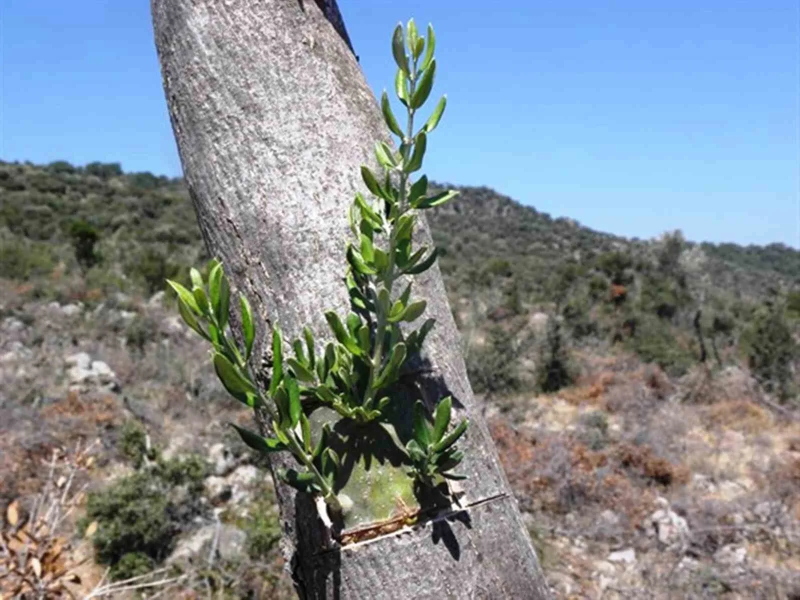 Samsun’da 11 hektarlık alanda yabani zeytin aşılaması yapıldı