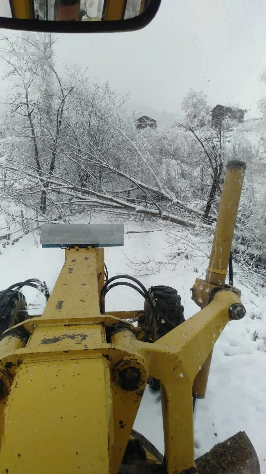 Sinop’ta fırtına ağaç devirdi, yol trafiğe kapandı