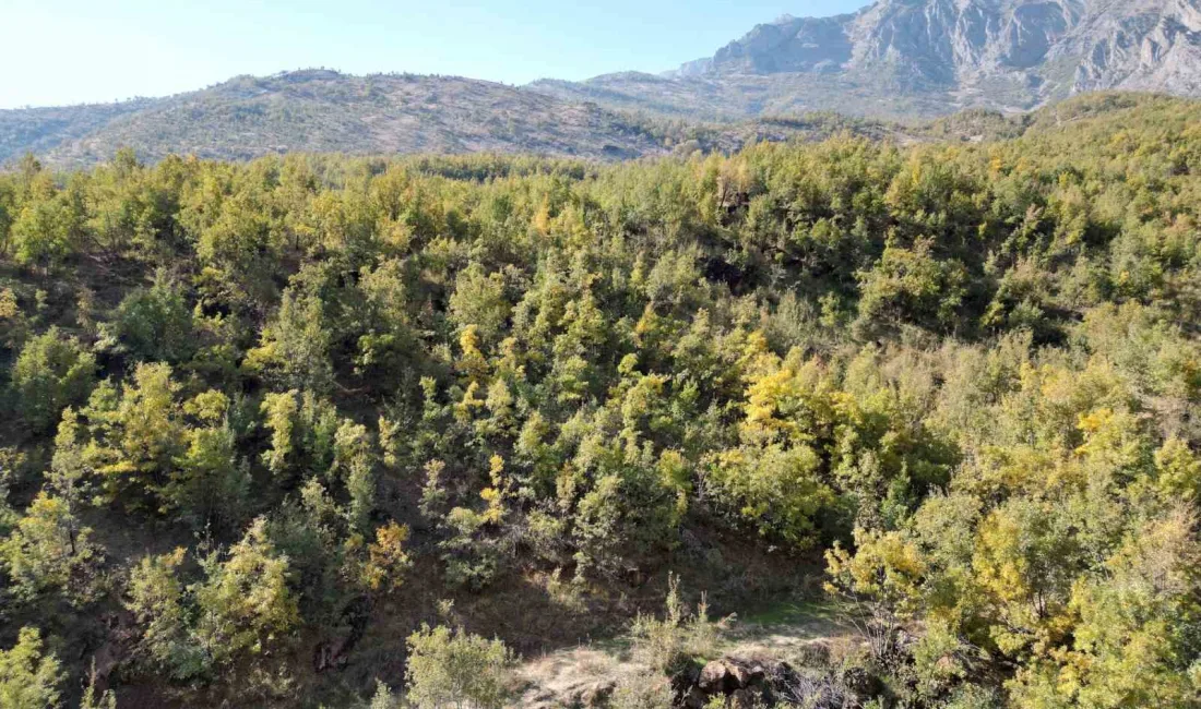 ŞIRNAK'IN BEYTÜŞŞEBAP İLÇESİNDE MEŞE