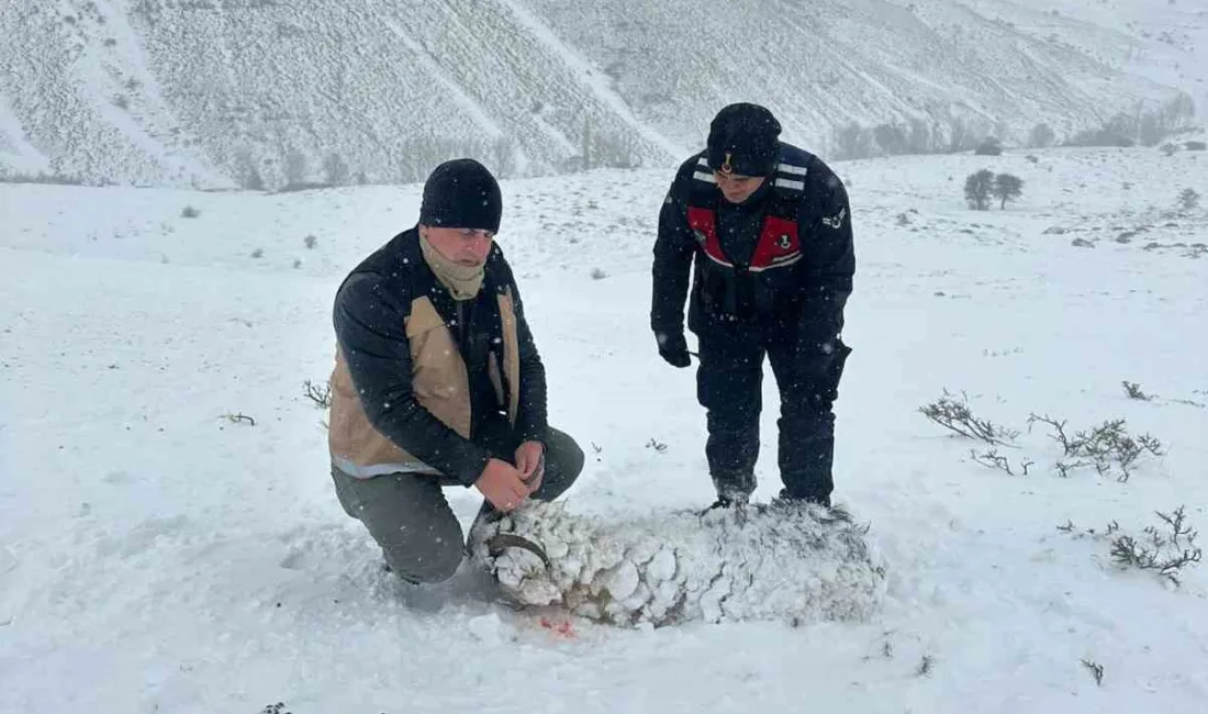 SOĞUK VE TİPİ NEDENİYLE