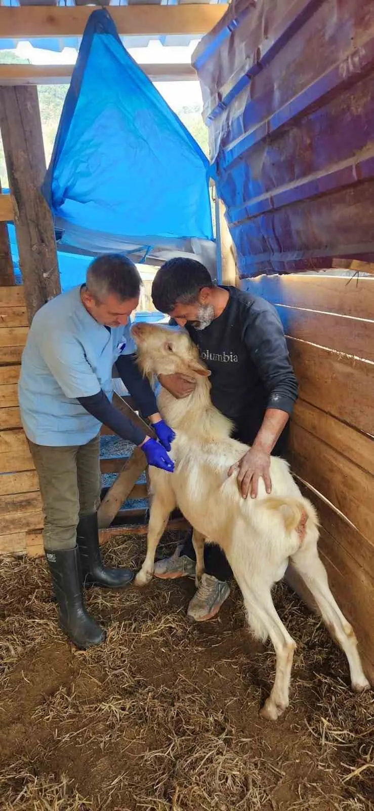 Söke’de küçükbaş hayvanlara veba aşısı yapıldı