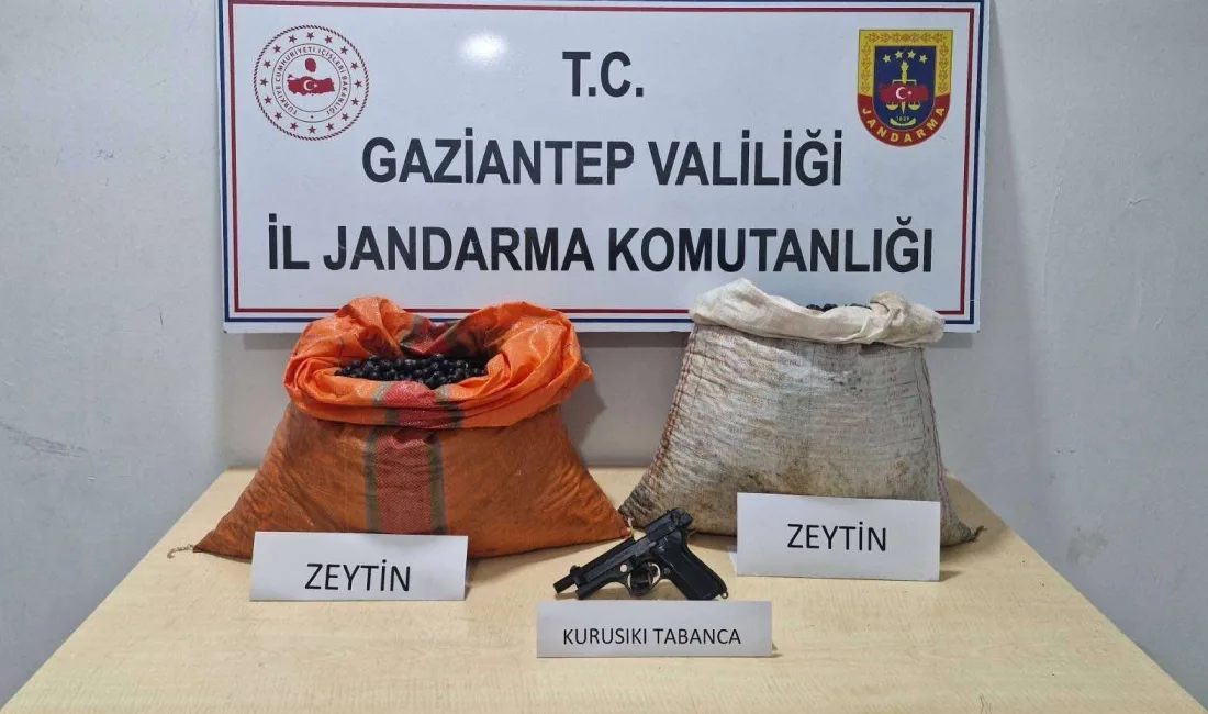 GAZİANTEP'TE ZEYTİN HIRSIZLIĞI YAPARKEN