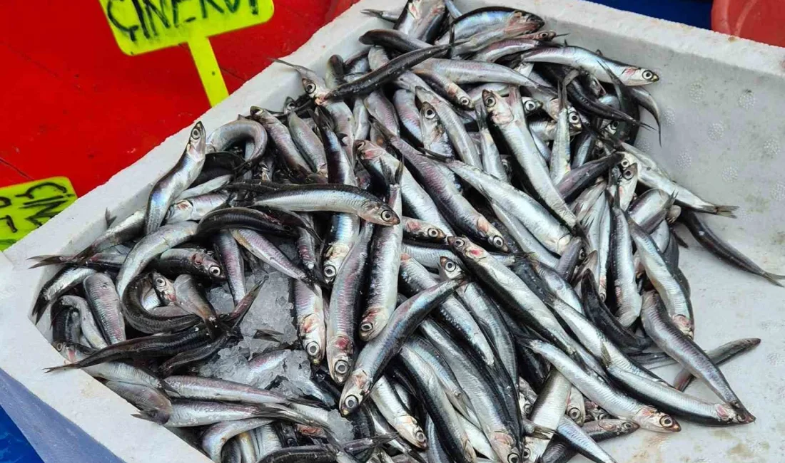 TEKİRDAĞ'IN SÜLEYMANPAŞA İLÇESİNDE SEYYAR