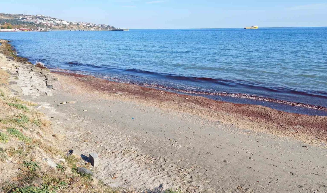 TEKİRDAĞ'IN SÜLEYMANPAŞA İLÇESİ SAHİLİNDE,