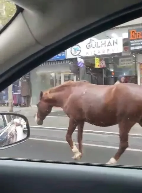 TEKİRDAĞ’IN SÜLEYMANPAŞA İLÇESİNDE BAŞIBOŞ