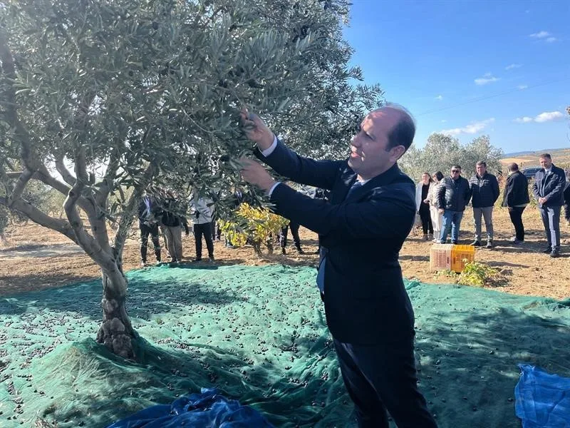 Tekirdağ’da zeytin hasadı etkinliği