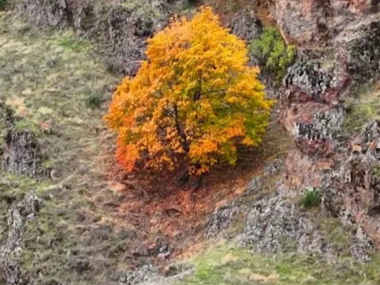 TUNCELİ’DE, KORUMA ALTINDA BULUNAN