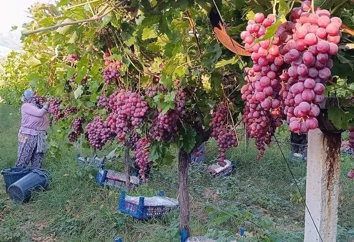 Üzüm diyarı Sarıgöl’de Red Globbe üzümde hasat devam ediyor