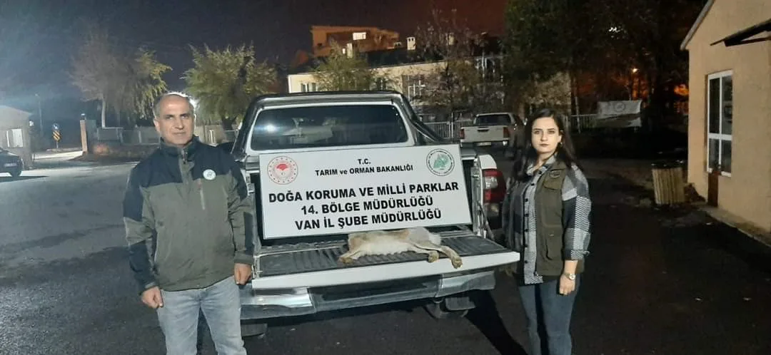 VAN'DA YASADIŞI TAVŞAN AVLANAN