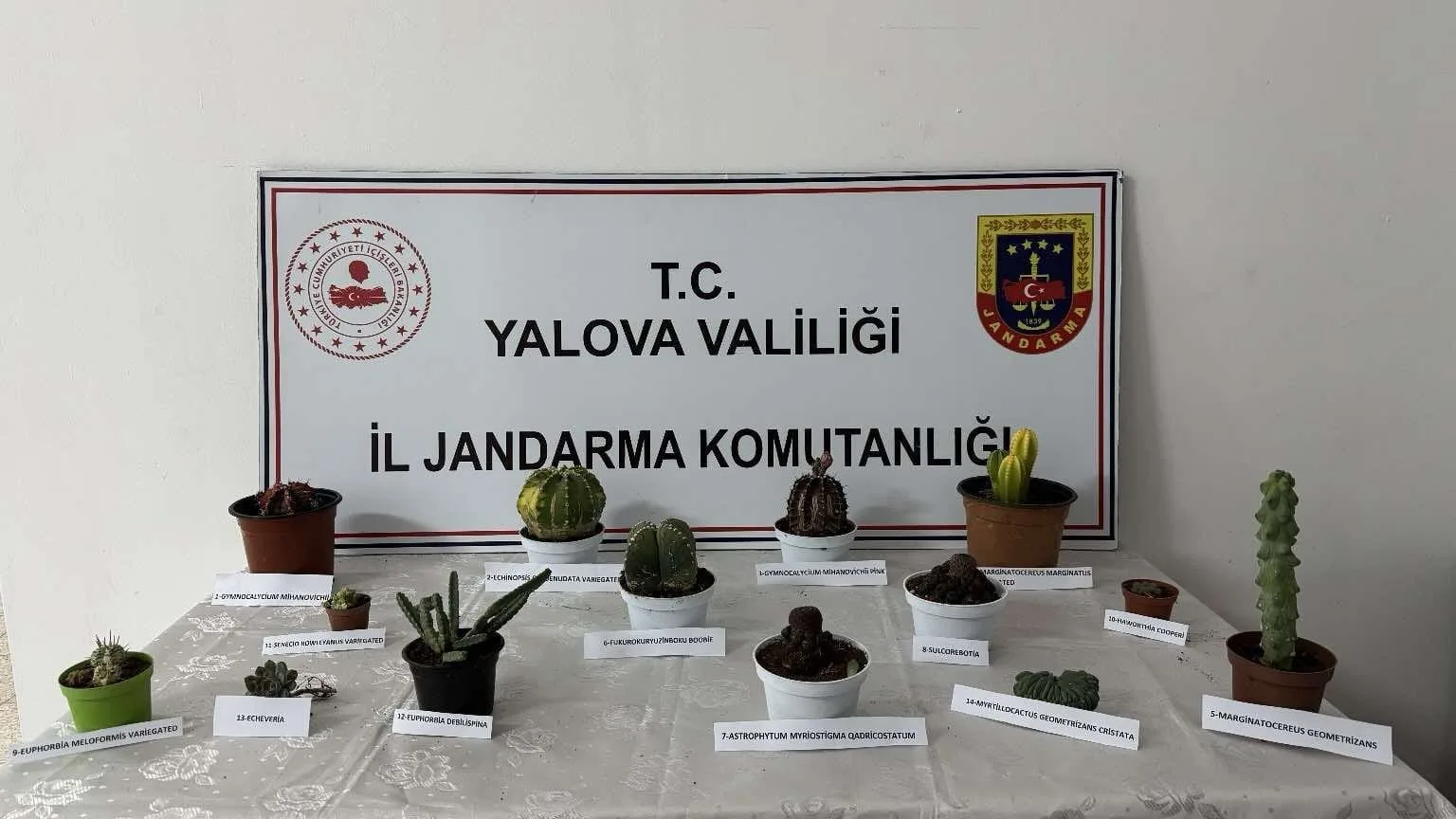 Yalova’da 60 bin lira değerindeki 14 kaktüsü çalan zanlı yakalandı