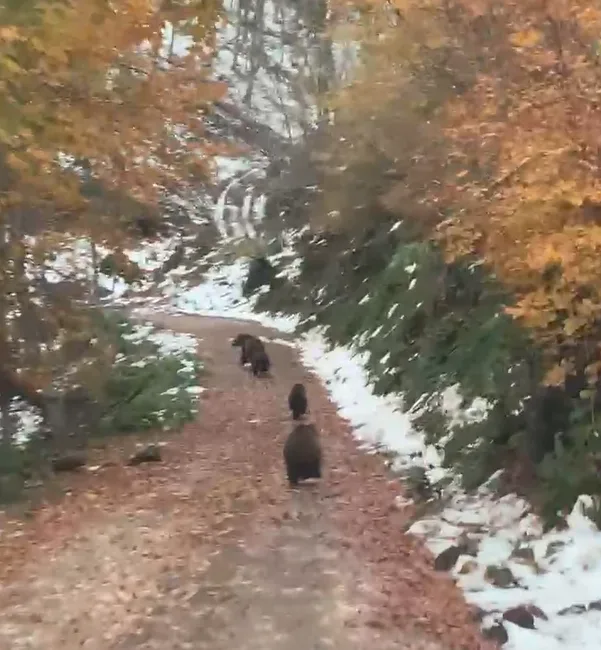 YALOVA'NIN TERMAL İLÇESİNDE ORMAN