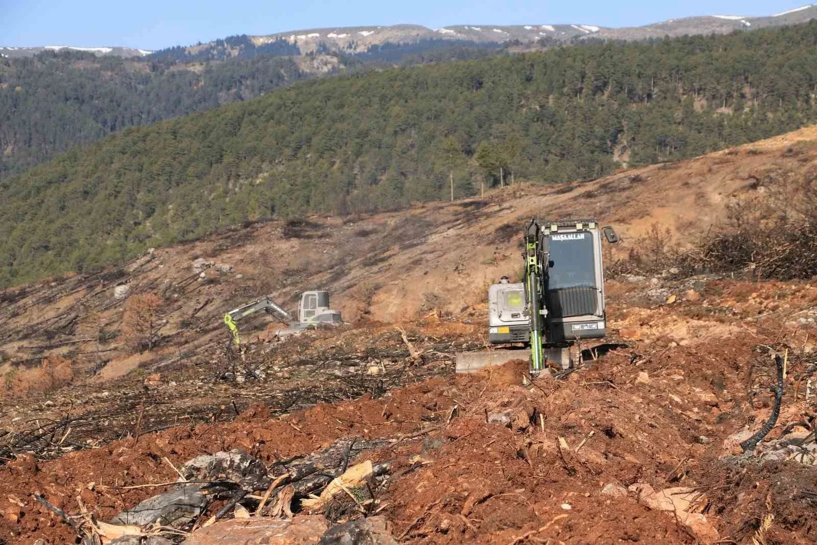 Yangında küle dönen Ilgaz Dağı yeniden yeşillenecek