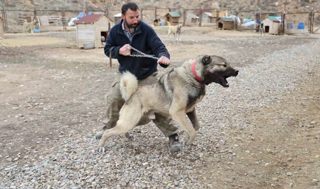 DÜNYANIN EN İYİ SÜRÜ