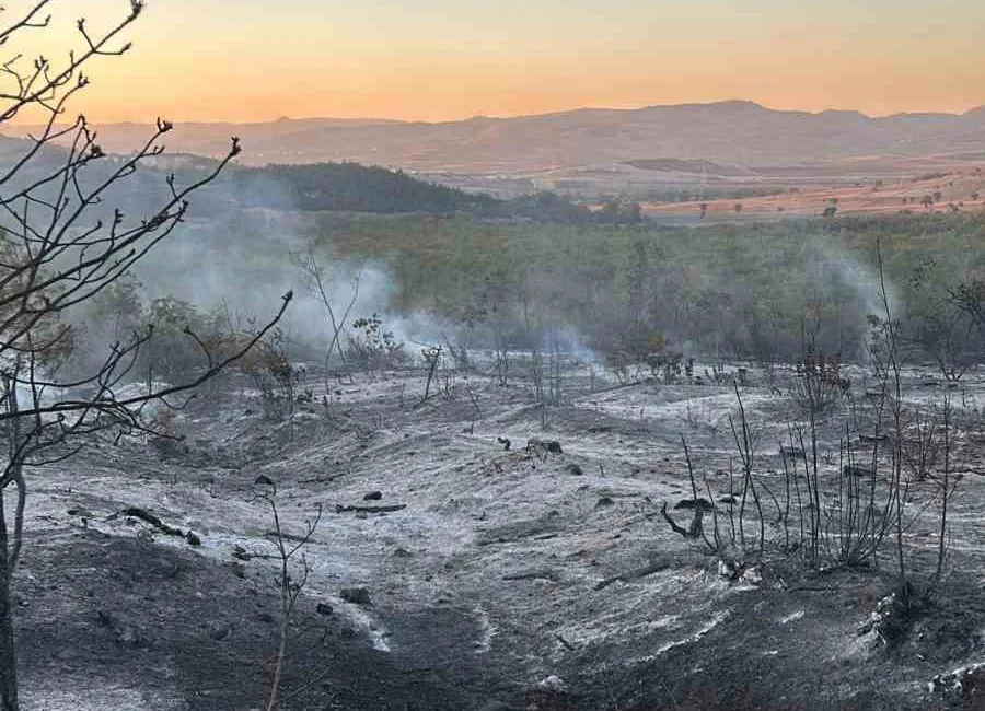 BURSA'NIN YENİŞEHİR İLÇESİNDE ÇIKAN