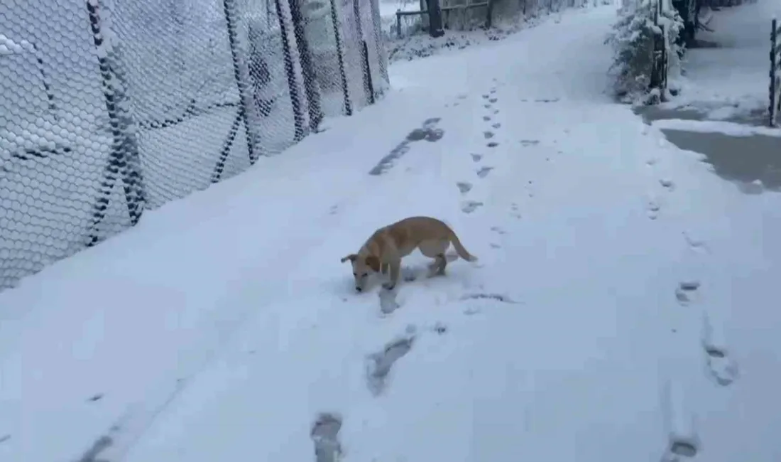 ZONGULDAK'IN YÜKSEK KESİMLERİNDE KAR