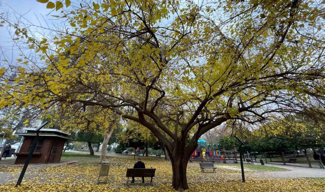 ADANA’DA RÜZGARIN ETKİSİYLE DÖKÜLEN