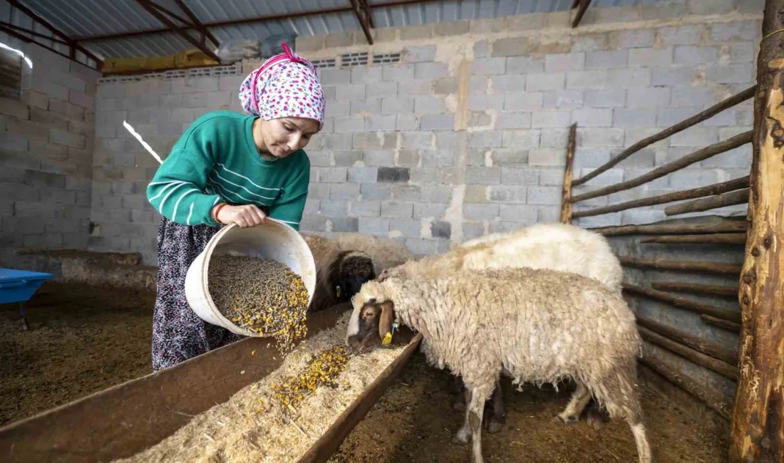 MERSİN BÜYÜKŞEHİR BELEDİYESİNİN TÜRKİYE'YE