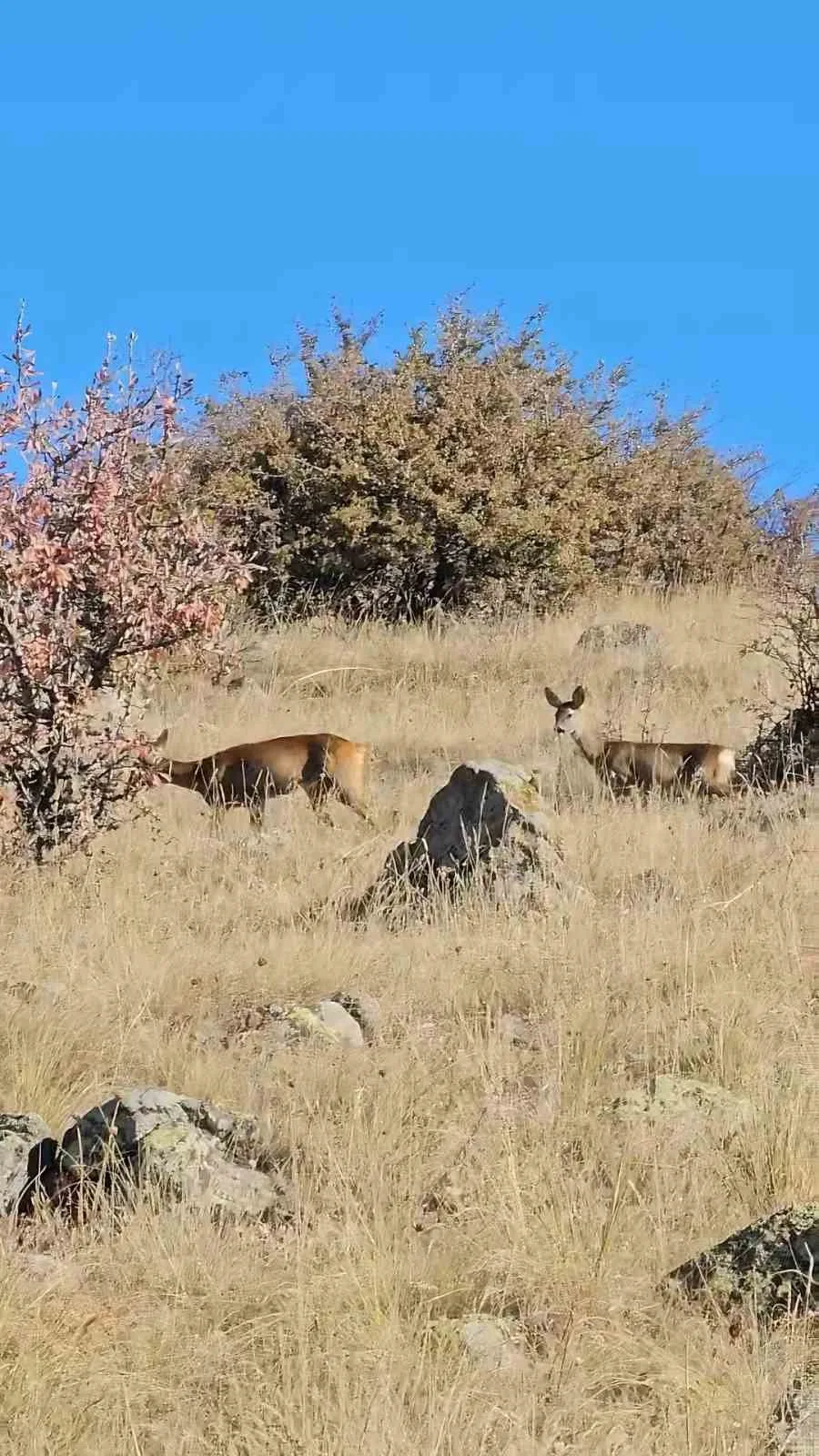 Kızılcahamam’da doğada bir çift karaca görüntülendi