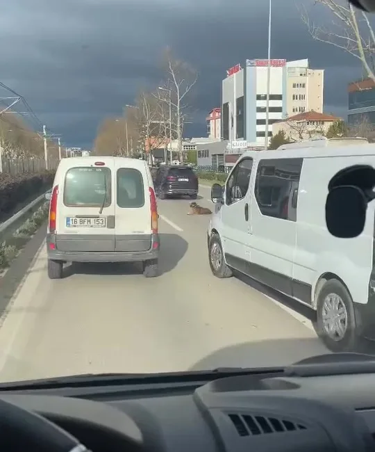 BURSA'DA YOLUN ORTASINDA OTURAN