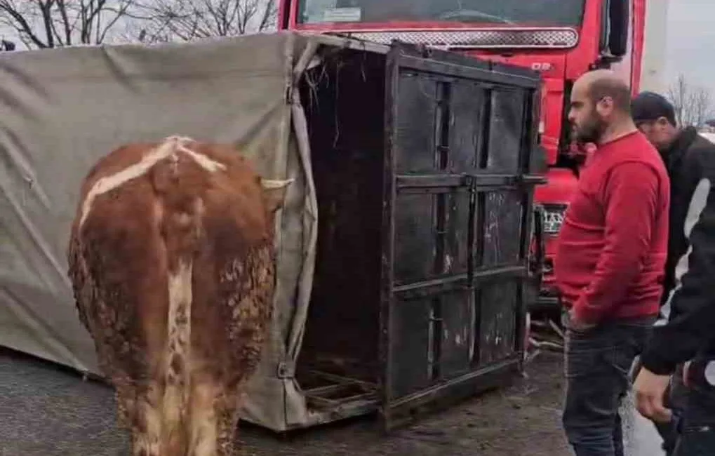 DÜZCE’DE HAYVAN TAŞIYAN KAMYONA