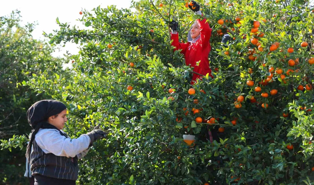 Adana’da mandalina hasadı devam ediyor. İklim değişikliği nedeniyle narenciye ürünlerinde