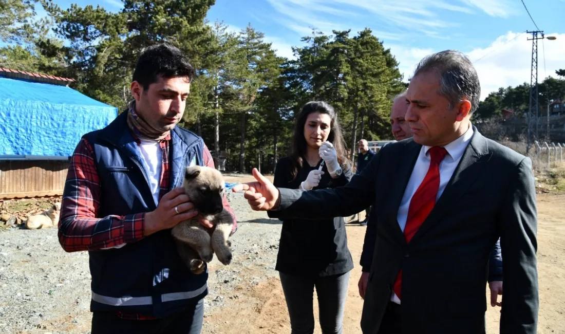 Osmaniye’deki Amanos Dağları’nın yüksek rakımlı zirvelerinde yiyecek bulmakta zorlanan yaban