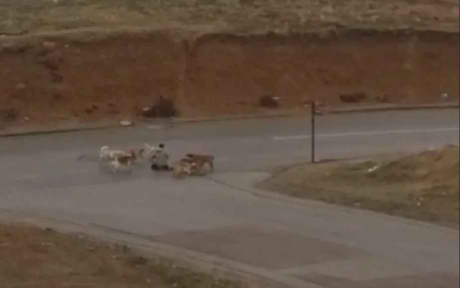 ANKARA’NIN YENİMAHALLE İLÇESİNDE KALDIRIMDA YÜRÜYEN BİR VATANDAŞ, BAŞIBOŞ KÖPEK SÜRÜSÜNÜN