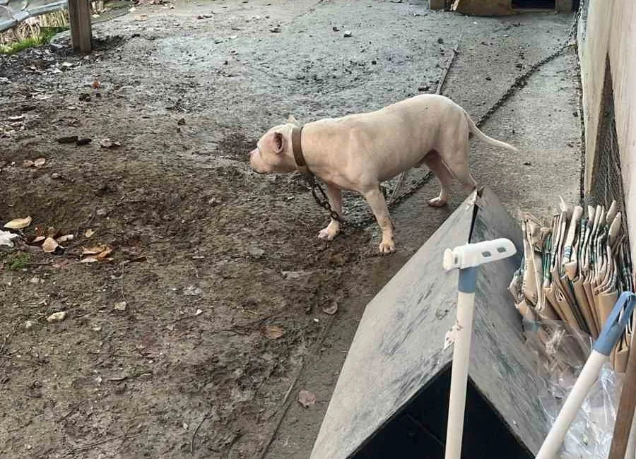 İSTANBUL AVCILAR’DA, AĞIZLIKSIZ GEZDİRİLEN PİTBULL CİNSİ KÖPEĞİN KEDİYİ PARÇALADIĞI ANLAR