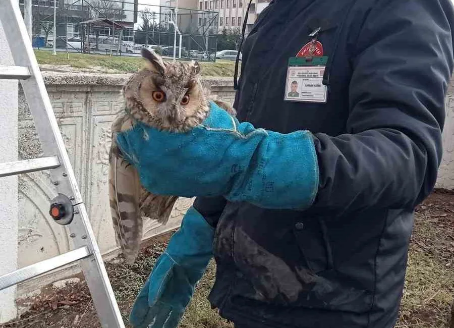 BOLU’DA BİR DAİRENİN CAM BALKONUNDA MAHSUR KALAN BAYKUŞ, İTFAİYE EKİPLERİ