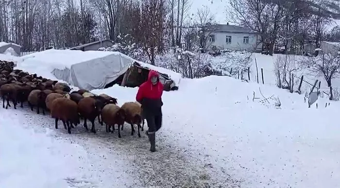 BİNGÖL’ÜN KARLIOVA İLÇESİNDE BESİCİLERİN ZORLU KIŞ MESAİSİ DEVAM EDİYOR.