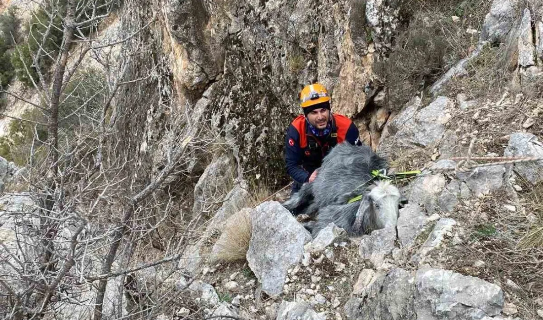 BURDUR’UN KUMLUCA KÖYÜ’NDE DAĞLIK ALANDA MAHSUR KALAN BİR KEÇİ, AFAD