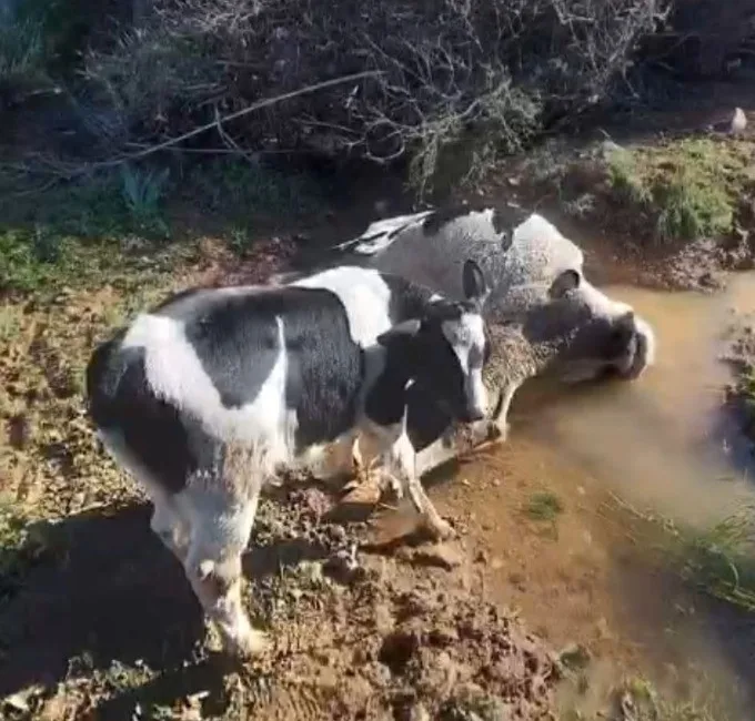 Muğla’nın Datça ilçesinde çamura saplanarak derede mahsur kalan bir inek