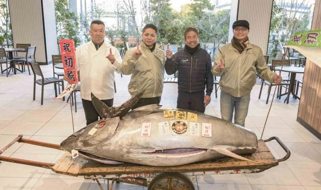 JAPONYA'DAKİ TOYOSU BALIK HALİ'NDE YAPILAN GELENEKSEL YENİ YIL MEZATINDA 276