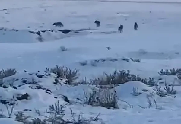 Kars’ta çetin kış şartları hayatın her noktasında hissediliyor. Yerleşim yerlerine