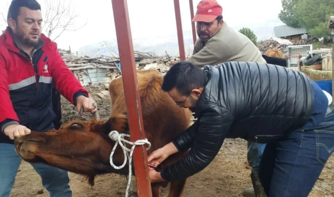 Aydın’ın Koçarlı ilçesinde ilçe tarım ekiplerince saha taramaları sürerken, büyükbaş