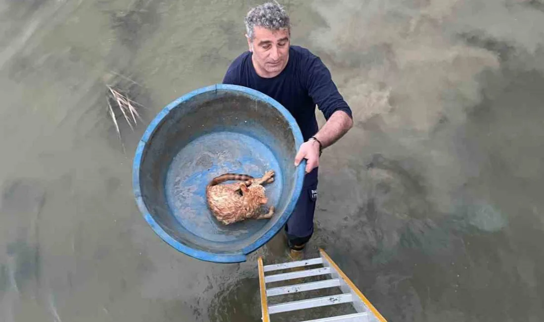 Balıkesir’in Ayvalık ilçesinde köprü altında mahsur kalan kedi, itfaiye ekipleri