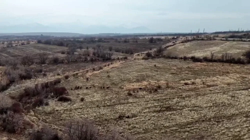 Malatya’nın Doğanşehir ilçesinde, yaklaşık 25 yaban domuzundan oluşan sürüsü, ekili