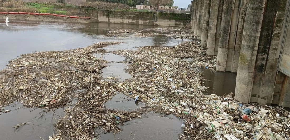 Aydın tarımının can damarlarından olan Büyük Menderes Nehri’ne atılan hayvan