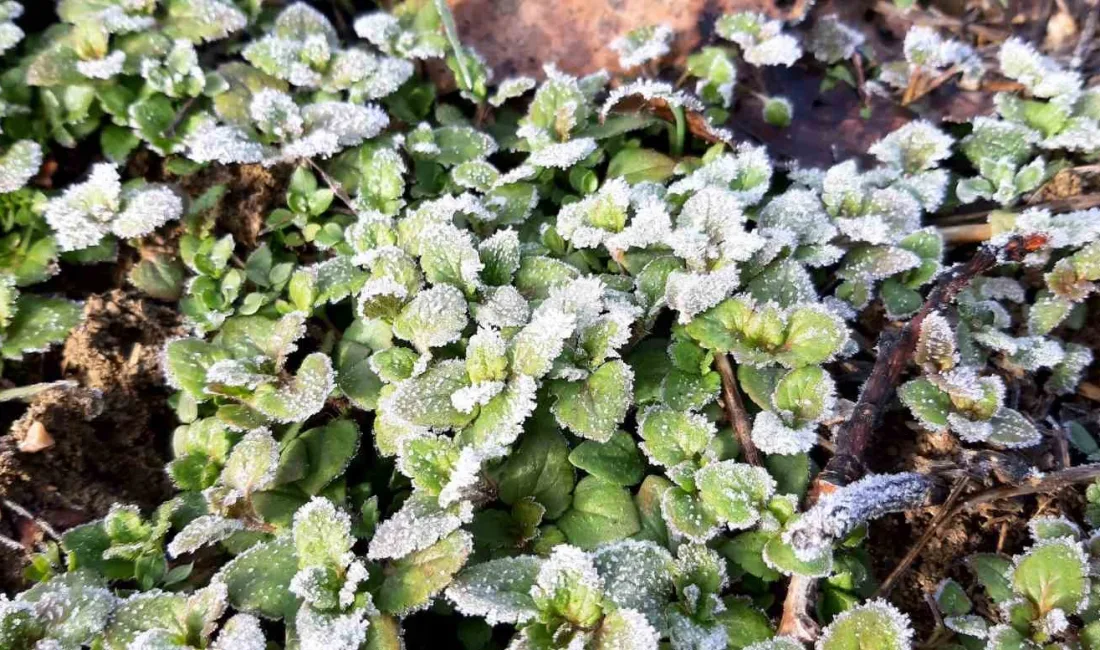 BOLU’NUN MUDURNU İLÇESİNDE SİS VE DONDURUCU SOĞUK ETKİLİ OLUYOR. HAVA