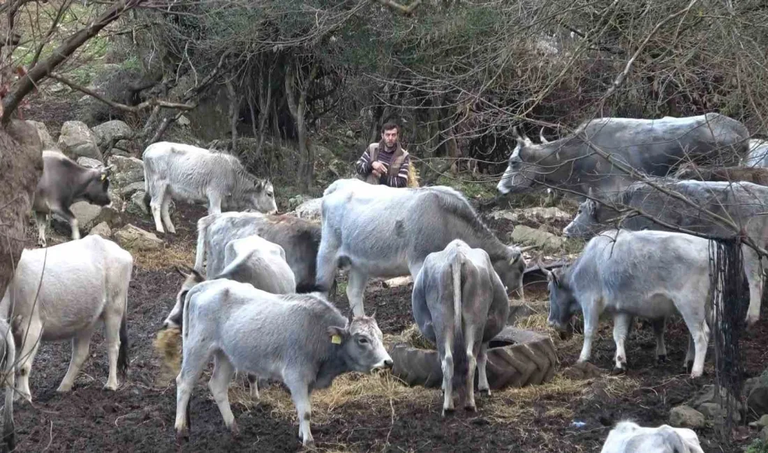 Bursa’da 750 yıldır safkan olarak yetişen danalar, karşı köyün merasına