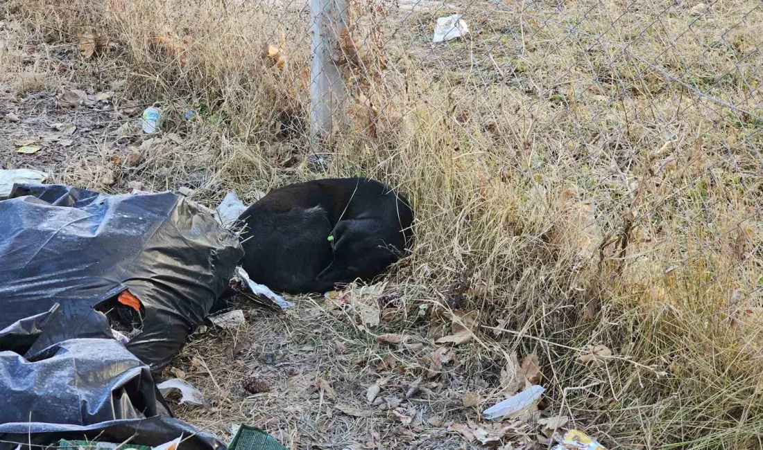 KAYSERİ'NİN KOCASİNAN İLÇESİNDE BİR ORTAOKULUN BAHÇESİNDE SEVDİĞİ KÖPEĞİN ISIRARAK YARALADIĞI