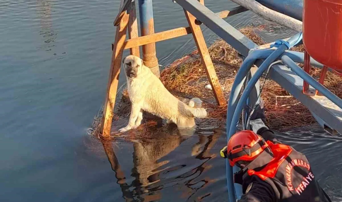 Kahramanmaraş’ta sulama kanalına düşen köpek, itfaiyenin çalışması sonucu kurtarıldı. Onikişubat