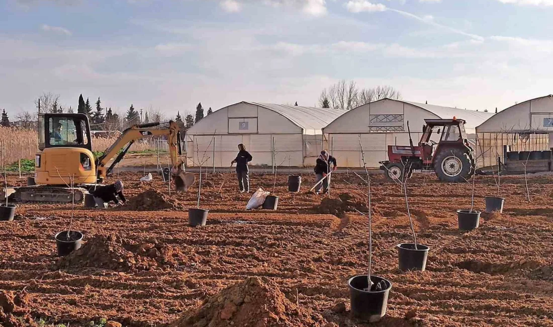 Tekirdağ’ın Süleymanpaşa ilçesinde belediyeye ait seralarda çekirdekten yetiştirilen kiraz, elma,